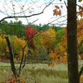 leaf4